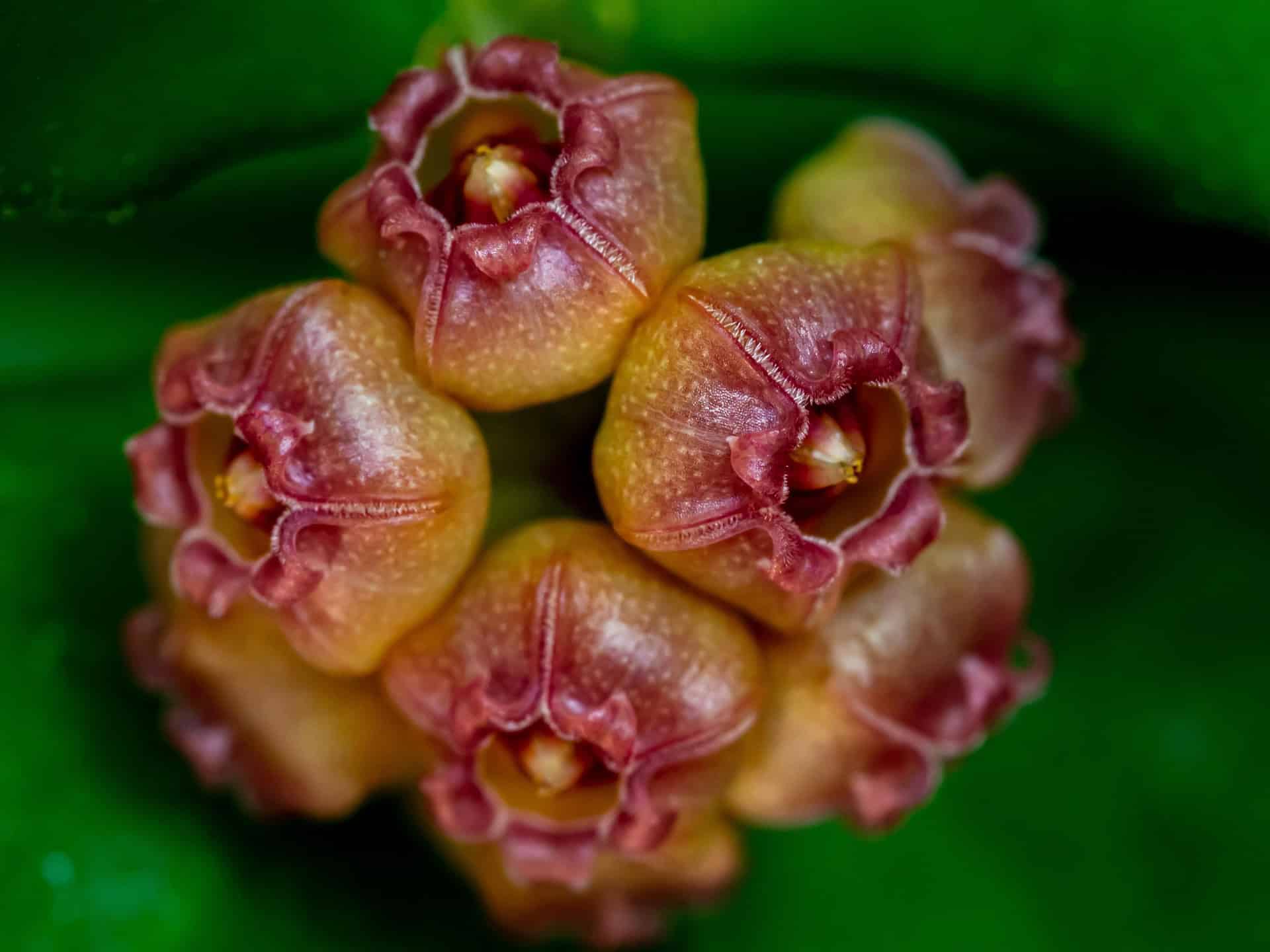 Close-up of blooming Hoya plant flowers with pink and yellow hues.